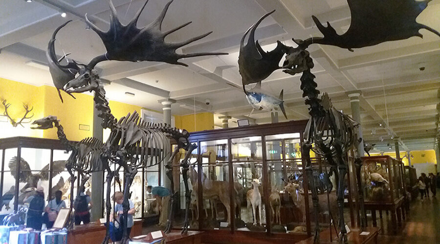 Esqueletos de alces irlandeses en el Museo de Historia Natural de Dublín