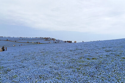 Campo de nemophilas del Parque costero Hitachi en Hitachinaka