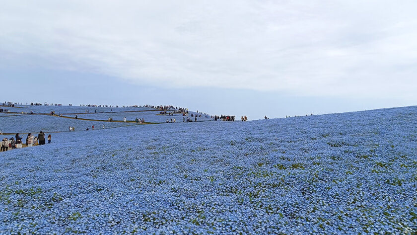 Campo de nemophilas del Parque costero Hitachi en Hitachinaka