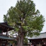 Árbol ginkgo del Templo Hida Kokubun-ji en Takayama
