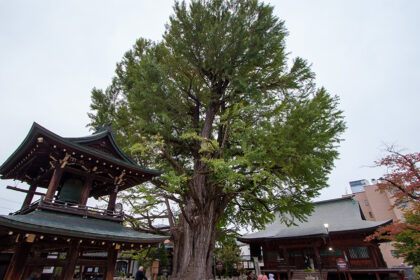 Árbol ginkgo del Templo Hida Kokubun-ji en Takayama