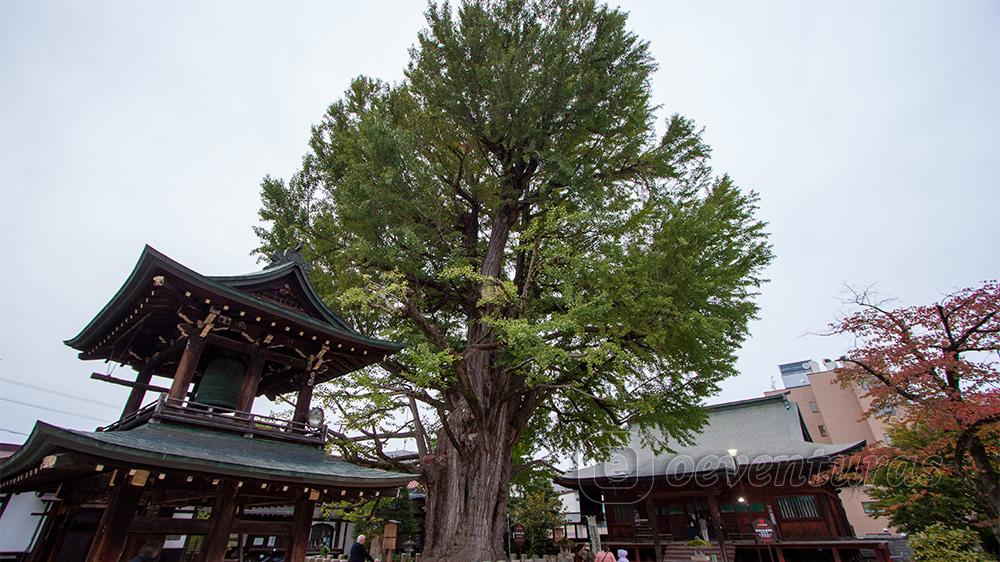 Árbol ginkgo del Templo Hida Kokubun-ji en Takayama