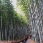 El bosque de bambús de Arashiyama en Kyoto