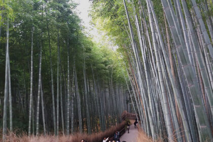 El bosque de bambús de Arashiyama en Kyoto