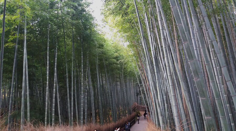 El bosque de bambús de Arashiyama en Kyoto