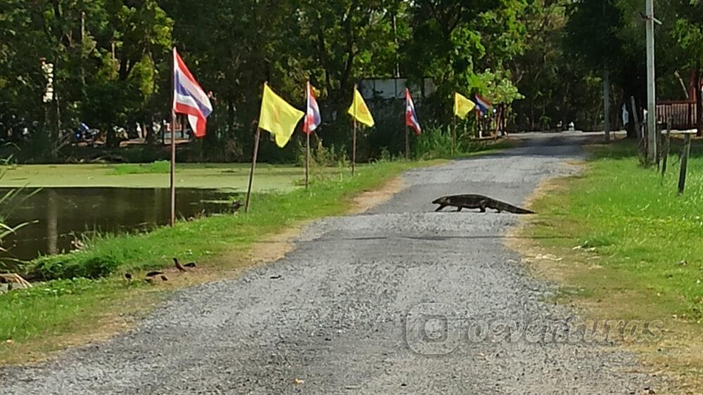 Varano en Ayutthaya