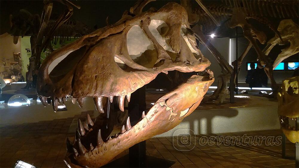 Esqueleto de T-rex en el Museo de Historia Natural de la prefectura de Kanagawa en Odawara