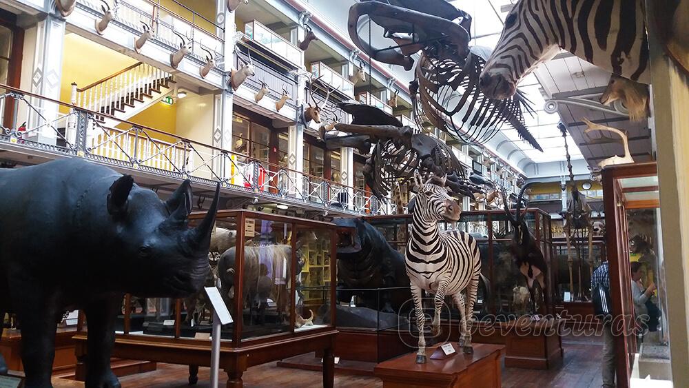 Museo de Historia Natural de Dublín