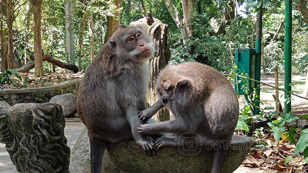 Monos en el bosque de los monos de Ubud