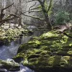 Parque Forestal Tollymore