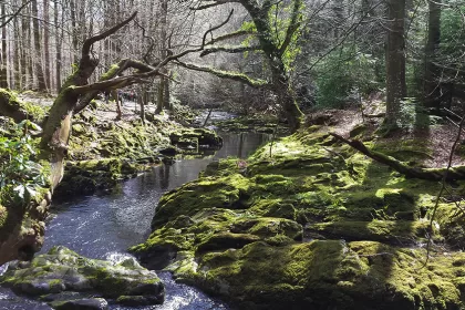 Parque Forestal Tollymore