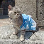 Gato con el uniforme del Shinsengumi en el templo Mibudera de Kyoto