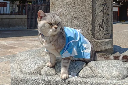 Gato con el uniforme del Shinsengumi en el templo Mibudera de Kyoto
