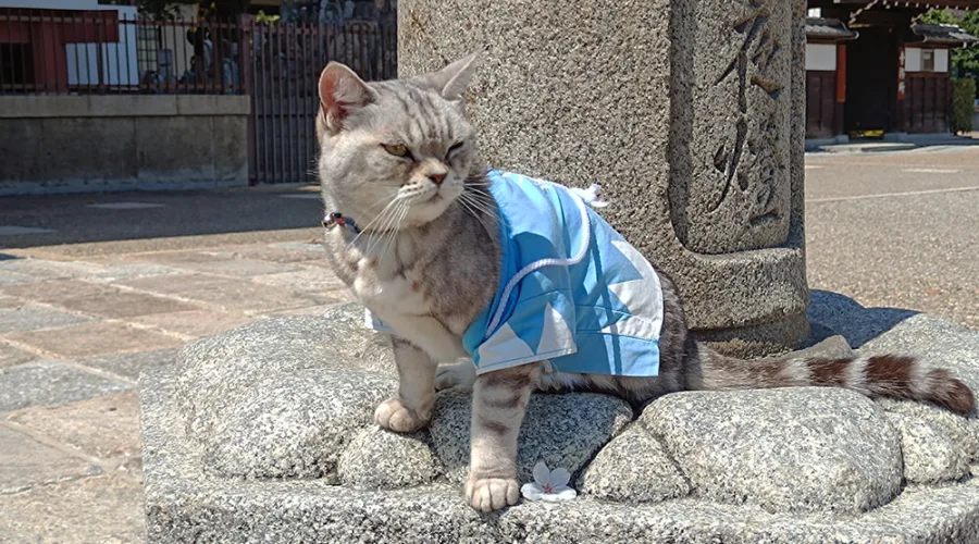 Gato con el uniforme del Shinsengumi en el templo Mibudera de Kyoto