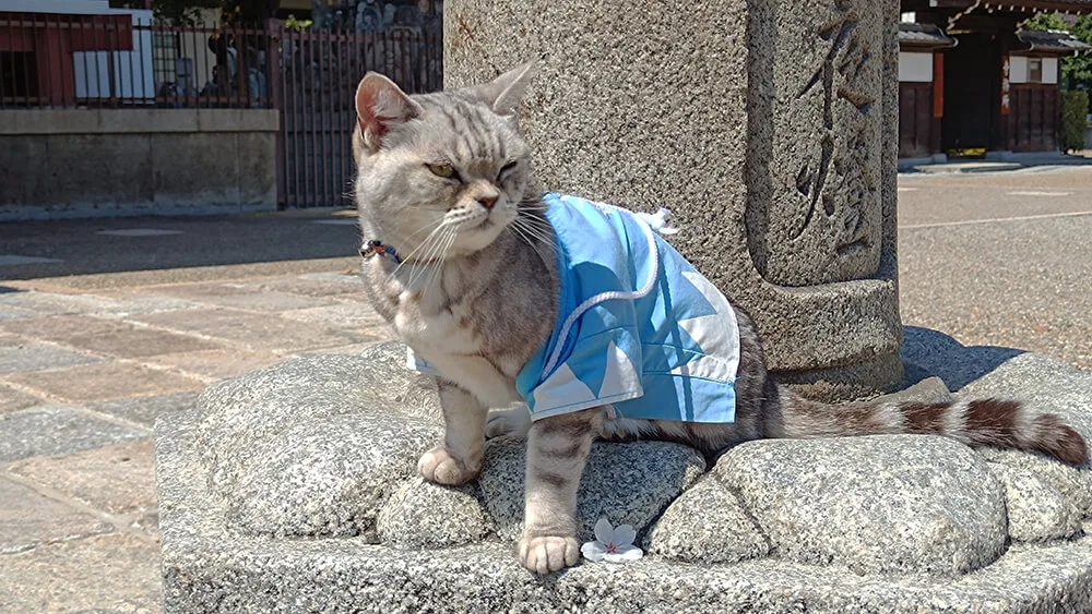 Gato con el uniforme del Shinsengumi en el templo Mibudera de Kyoto