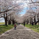 Cerezos en flor de Tenshochi en Kitakami