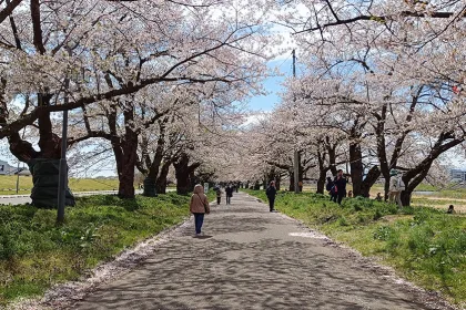 Cerezos en flor de Tenshochi en Kitakami