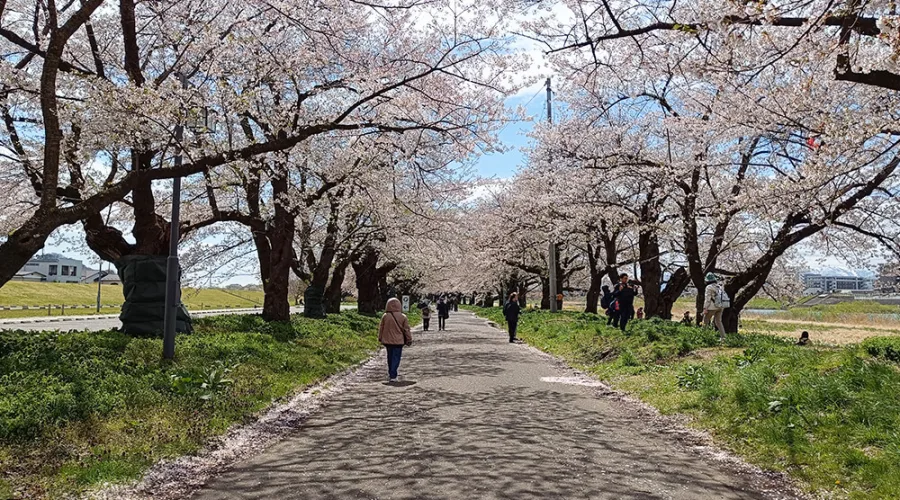 Cerezos en flor de Tenshochi en Kitakami