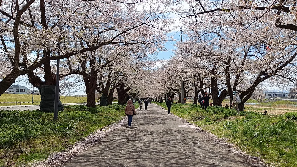 Cerezos en flor de Tenshochi en Kitakami