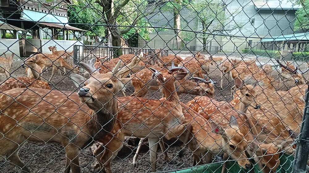 Jardín de ciervos Shinrokuen de Mishima