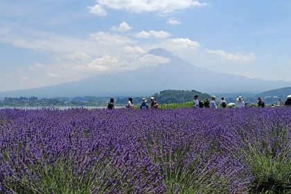 Parque Oishi del lago Kawaguchiko
