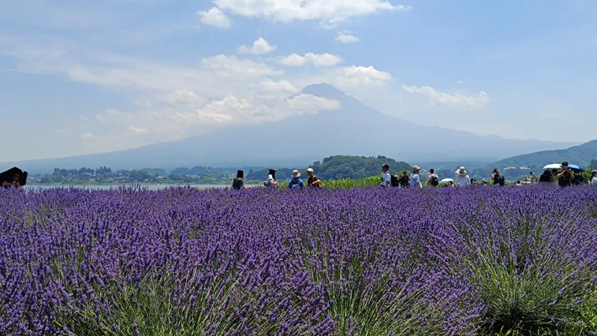 Parque Oishi del lago Kawaguchiko