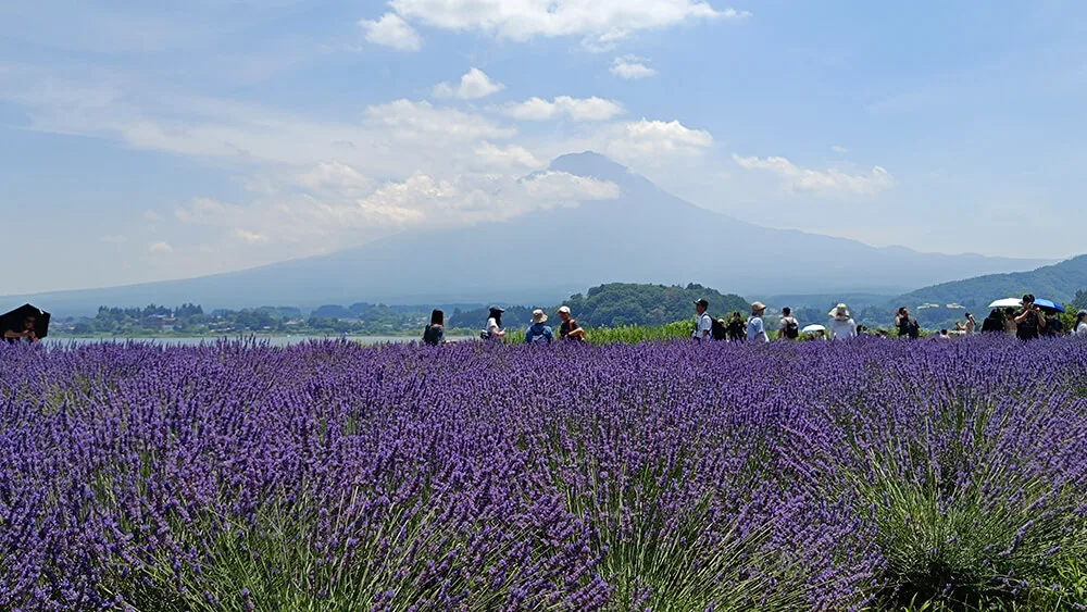 Parque Oishi del lago Kawaguchiko
