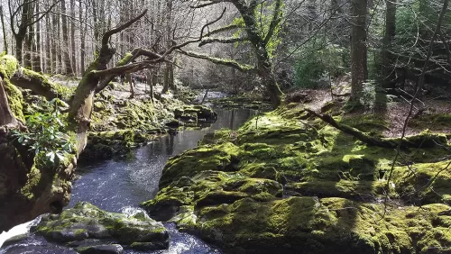 Parque Forestal Tollymore