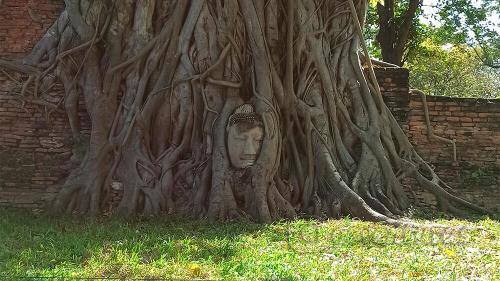 Cabeza de Buda del Wat Maha That en Ayutthaya