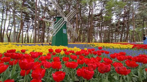 Tulipanes del Parque costero Hitachi de Hitachinaka